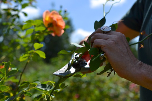 Pruning