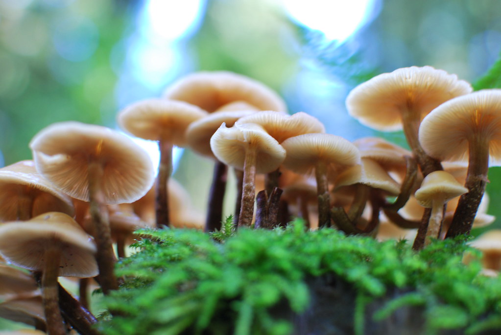 Mushrooms