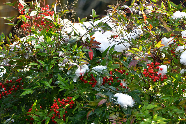 DSC_6825 Himmelsbambus - Nandina domestica