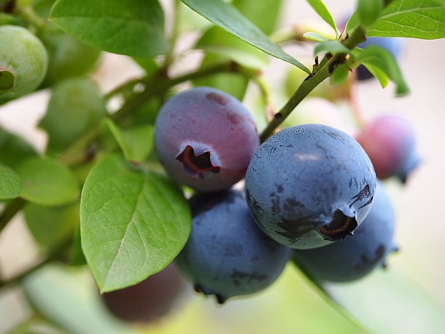 Fruits of Sharp Blue (4th season)