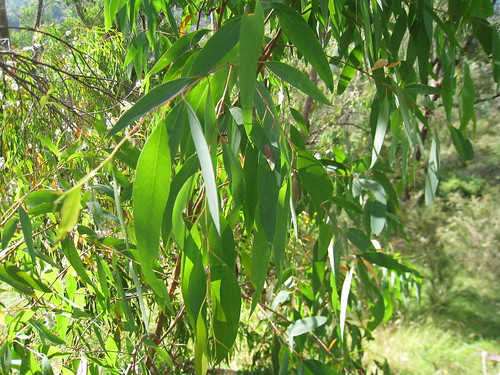Narrow-leaved peppermint leaf