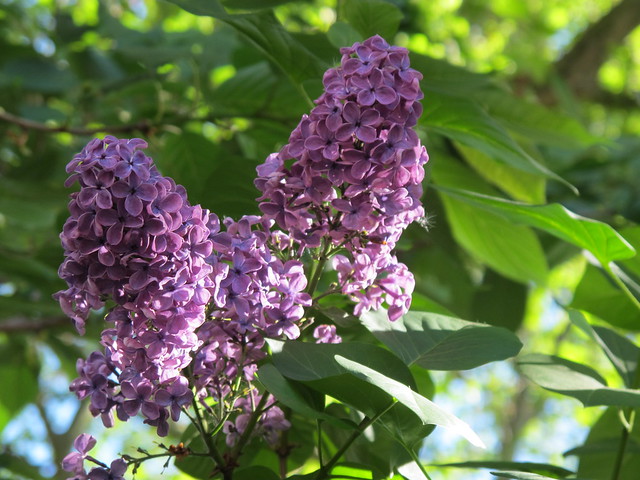 Lilac