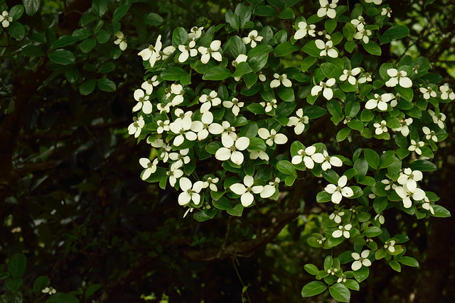 Cornus hongkongensis 香港四照花