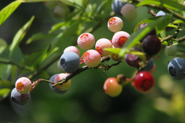 Vaccinium virgatum V. ashei (seed) ラビットアイ・ブルーベリー（実）