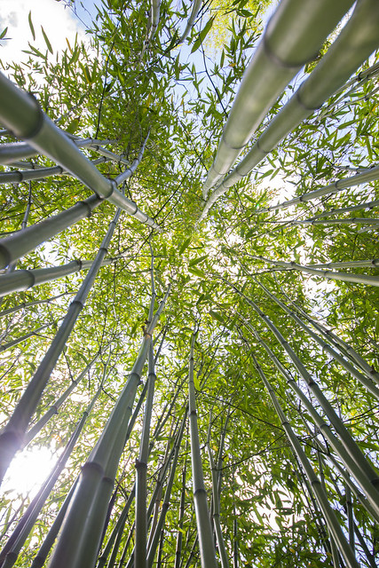 Bamboo