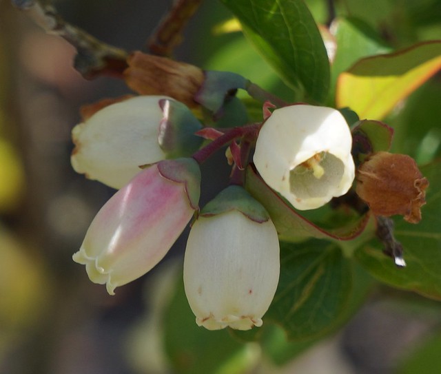 blueberry flowers