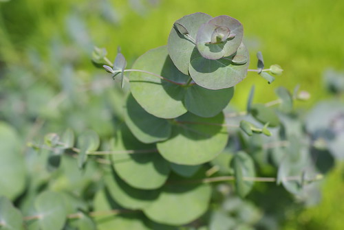 Eucalyptus gunnii 'Silver Drop'