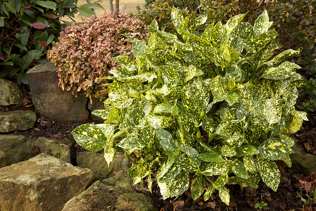 Aucuba Japonica 'Mr. Goldstrike'