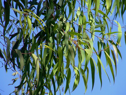 Lemon Scented Gum leaves Corymbia citriodora Myrtaceae 5612