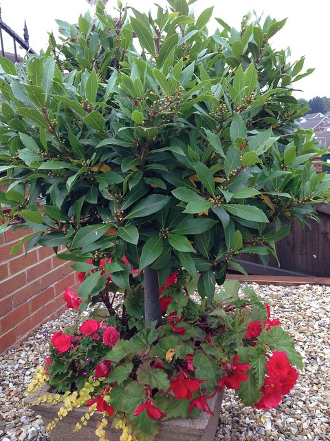 Laurus nobilis - 1