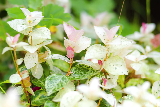 Trachelospermum Asiaticum (Hatsuyukikazura) : ハツユキカズラ（初雪蔓）