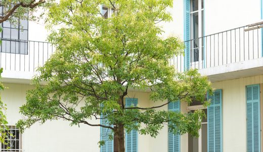 シンボルツリーとは？おすすめの木を紹介！