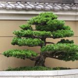 マツは病害虫対策が重要！丈夫に育てるためのコツは？