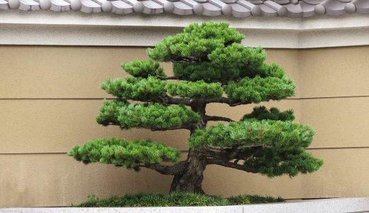 マツは病害虫対策が重要！丈夫に育てるためのコツは？