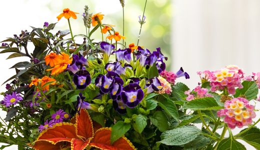 レイクタウン店限定『寄せ植えフリースタイル！』