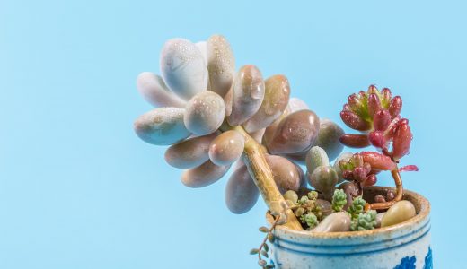 色がきれいな多肉植物オーロラ！育て方や増やし方を覚えよう