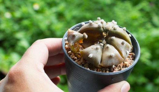 サボテンがぶよぶよになる原因は何？どんな対処をすればいいの？